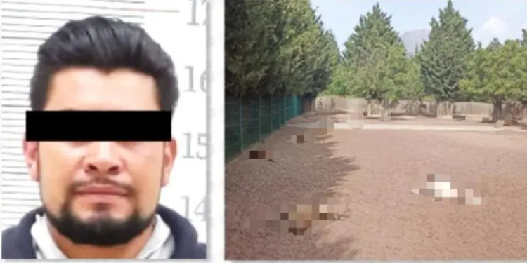 Sentencian a hombre a 6 años de prisión por la muerte de 32 venados en Puebla