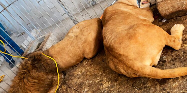 Trasladan a zoológico a pareja de leones africanos rescatados en Puebla