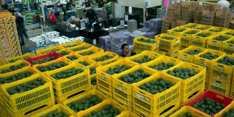 Aguacateros confían en seguir con exportaciones a EU
