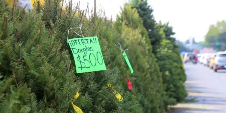 Impulsa alcaldía Benito Juárez reciclaje de árboles de Navidad
