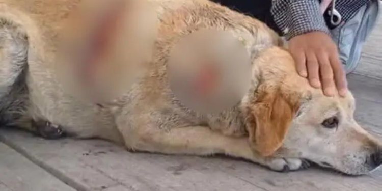 Atacan a machetazos a perrita ‘Gordita’ en Cuatlancingo, Puebla