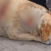Atacan a machetazos a perrita ‘Gordita’ en Cuatlancingo, Puebla
