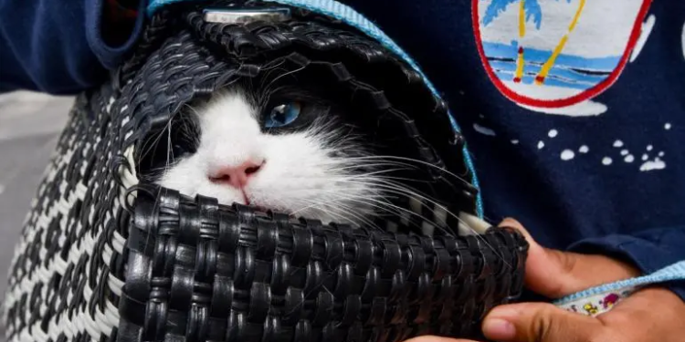 BJ niega haber realizado campaña de vacunación canina y felina a domicilio