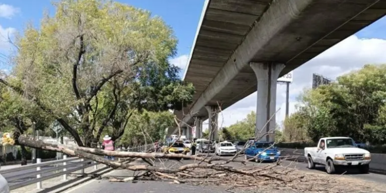 Caída de árbol por vientos fuertes afecta tránsito en Periférico Sur