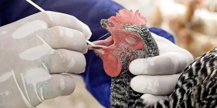 Confirman primera muerte humana por gripe aviar en EU