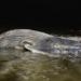 Hallan ballena muerta en playas de Mazatlán; se desconocen las causas de su muerte