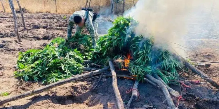 Marina destruye más de 350 kilos de marihuana en Sinaloa
