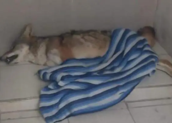 Rescatan a un coyote que vivía en la azotea de una casa en Cuautitlán