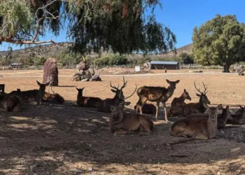Reserva en Hidalgo permite interacción directa con más de 800 animales