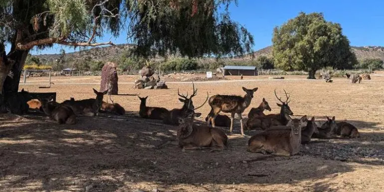 Reserva en Hidalgo permite interacción directa con más de 800 animales