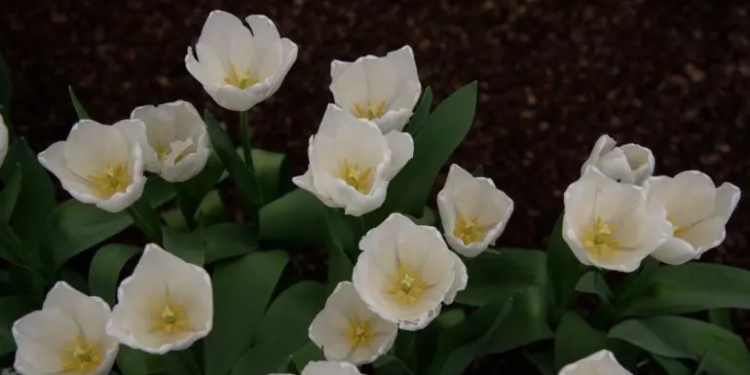 Producen 435 mil tulipanes en Tláhuac y Xochimilco: Sedema