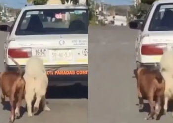 Taxista en Oaxaca amarra a dos perritos a su auto y los arrastra