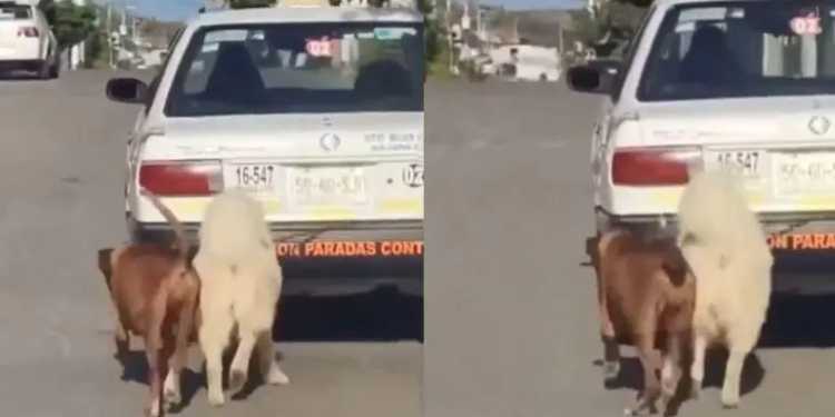 Taxista en Oaxaca amarra a dos perritos a su auto y los arrastra