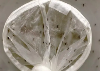 Refuerzan vigilancia ante subida de 34% del dengue en Chiapas