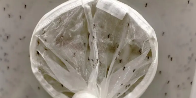 Refuerzan vigilancia ante subida de 34% del dengue en Chiapas