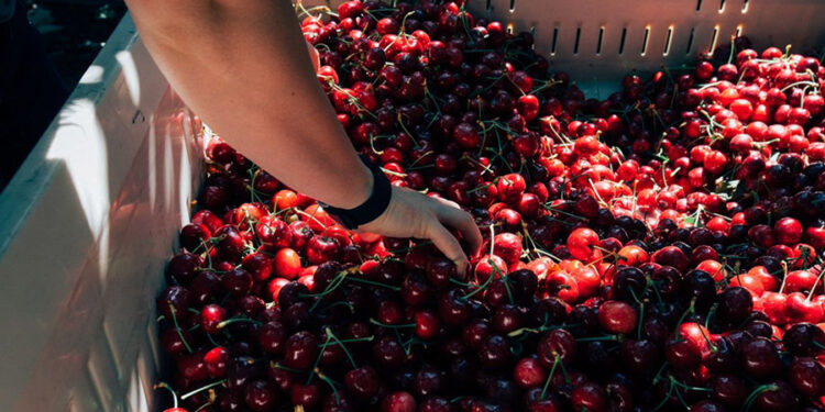 Rompe récord la Temporada de Cerezas del Noroeste 2025