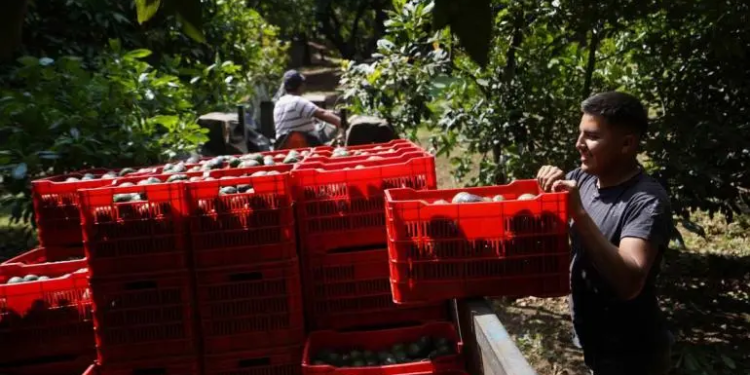 Aguacateros buscan diversificar sus exportaciones ante los aranceles de EU
