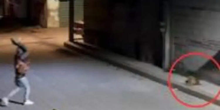 Liberan a sujeto que lanzó una piedra al perrito ‘Huesitos’ en Puebla; solo pagó multa
