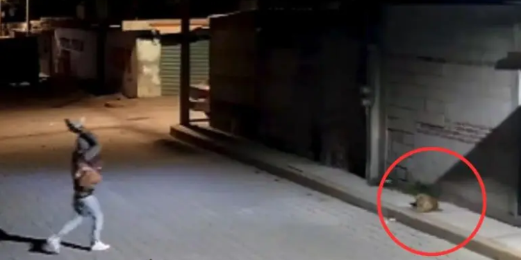 Sujeto arroja piedra sobre perrito ‘Huesitos’ mientras dormía en Puebla