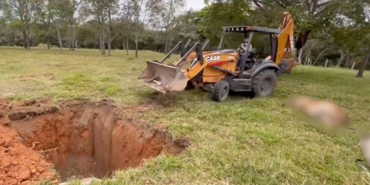 Miles de reses mueren en Huimanguillo, Tabasco tras consumir alimento contaminado; ganaderos en crisis