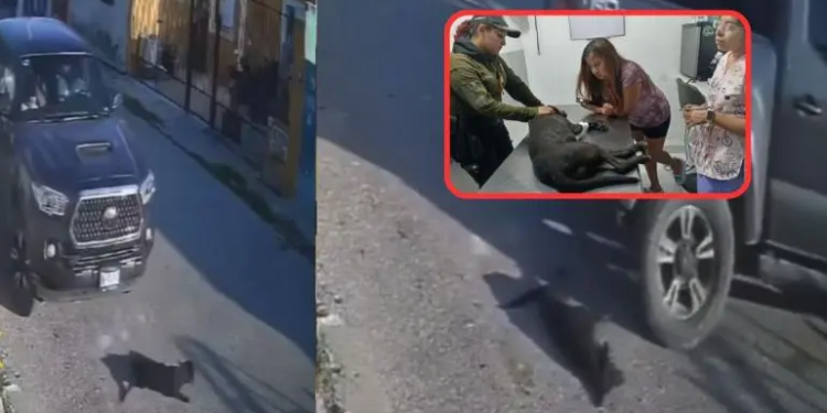 Conductor atropella a perrita en repetidas ocasiones en Yucatán