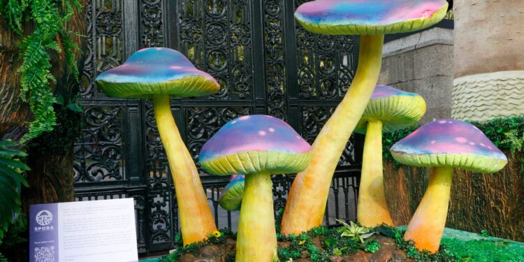 Spora Festival del Bosque de Chapultepec 2025: fechas, sedes y actividades que puedes hacer gratis