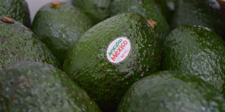APEAM: Decisión sobre Aranceles Fortalece el Comercio Bilateral del Aguacate Mexicano con EE.UU
