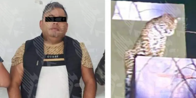 Aseguran jaguar durante cateo en Puebla; hay un detenido