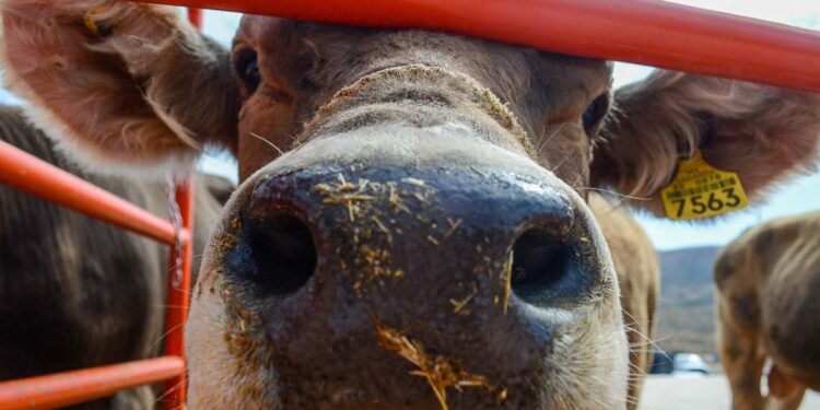 ¿Qué ciudad mexicana reabrirá primero la frontera para exportar ganado a EE. UU.? Será el 7 de julio