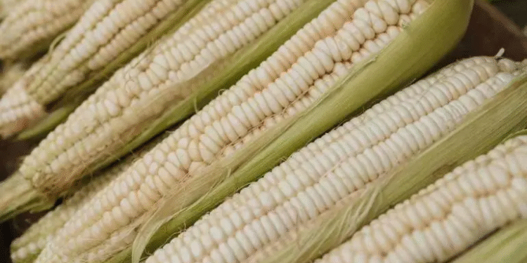 El abasto de maíz blanco está asegurado para 2025: Sader