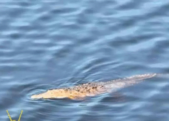 Niño cae de puente y es devorado por cocodrilos en Michoacán