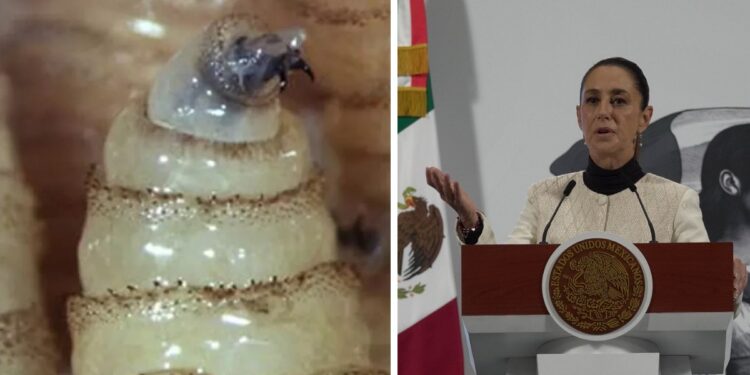 México busca reabrir frontera al ganado; Sheinbaum dice que cierre fue desproporcionado