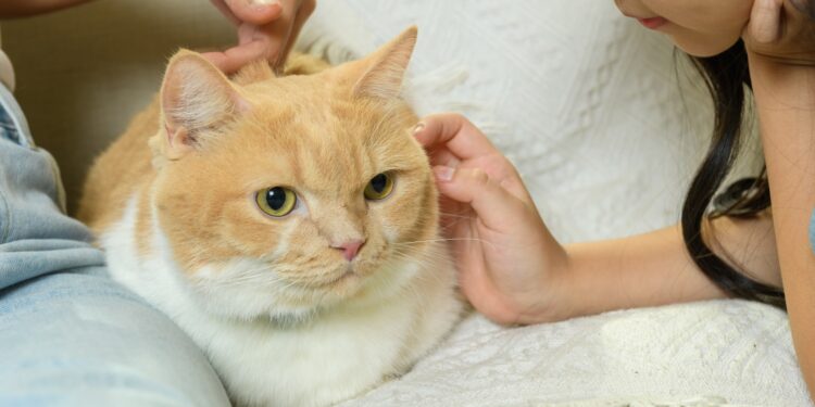 Boehringer Ingelheim impulsa la salud felina con tres pilares fundamentales. El arte de disfrutar con estilo y sentido.