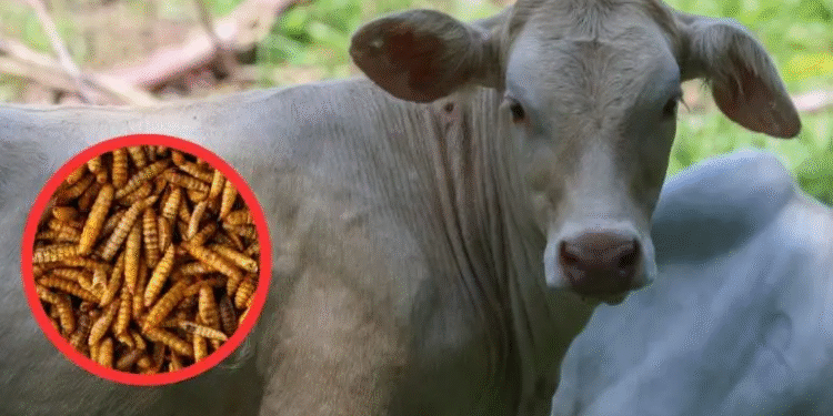 México y EU acuerdan plan binacional contra gusano barrenador