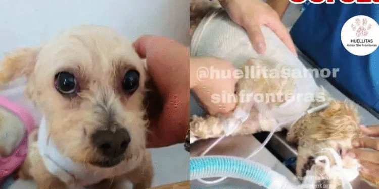 Perrita Cereza sobrevive a su primera cirugía reconstructiva