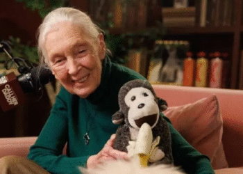 Fallece Jane Goodall, etóloga británica pionera en el estudio de los chimpancés