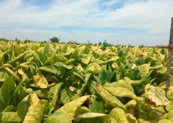 Productores de tabaco piden desechar propuesta de aumentar impuestos a los cigarros