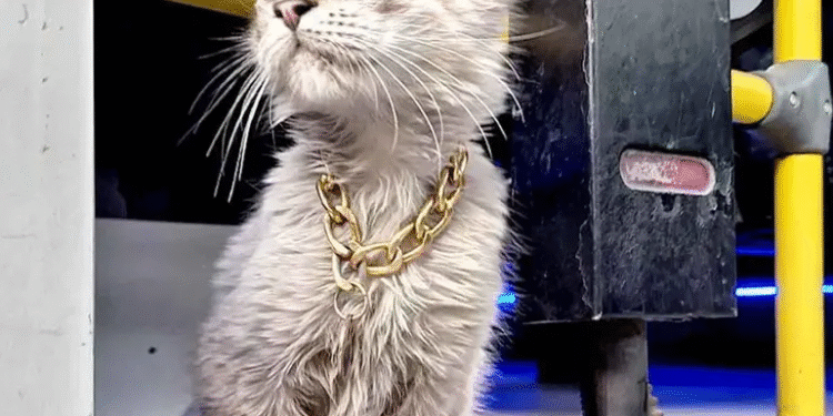 Roban a “Zafiro”, el querido gatito microbusero de Puebla; piden ayuda para encontrarlo