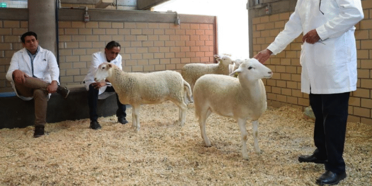 México presenta su primer borrego clonado: el inicio de la zoogenética del futuro