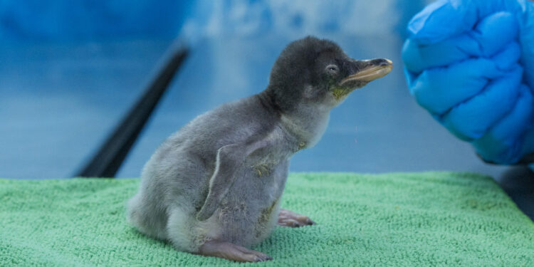 “Del Hielo a la Capital: Cuatro Pingüinos Gentoo Hacen Historia en México