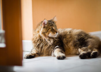 Si lo quieres y lo cuidas, es momento de hacerle un check up a tu mascota