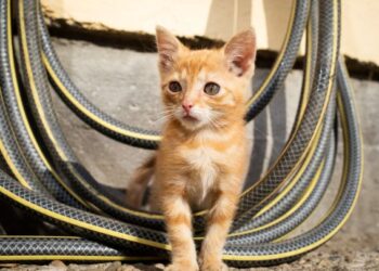 Alerta global: tutores ignoran amenazas parasitarias que ponen en riesgo a sus mascotas