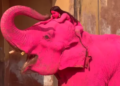 Indignación en India por la muerte de elefante pintado de rosa para una sesión fotográfica