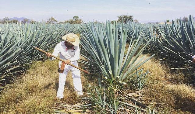 Crecer desde la raíz: la industria marca un nuevo estándar de operación