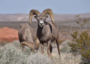 Nación Seri denuncia sabotaje tras polémica subasta de borrego cimarrón en Isla Tiburón