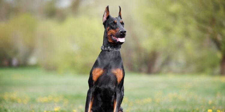 Detectan el primer caso de gusano barrenador en la CDMX: se trata de un perro dóberman