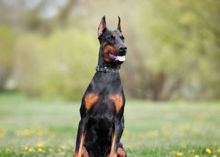 Detectan el primer caso de gusano barrenador en la CDMX: se trata de un perro dóberman