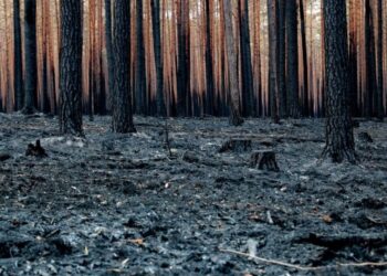 El Centro de Predicción Climática de EU prevé que El Niño podría empezar desde mayo