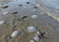 Se registra arribo masivo de medusas en playas de Oaxaca; estaría relacionado con las altas temperaturas, señalan expertos