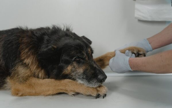 La despedida también es bienestar: ¿Cómo afrontar la decisión de dejar partir a una mascota?